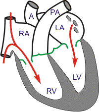 cardiac anatomy - rapid filling