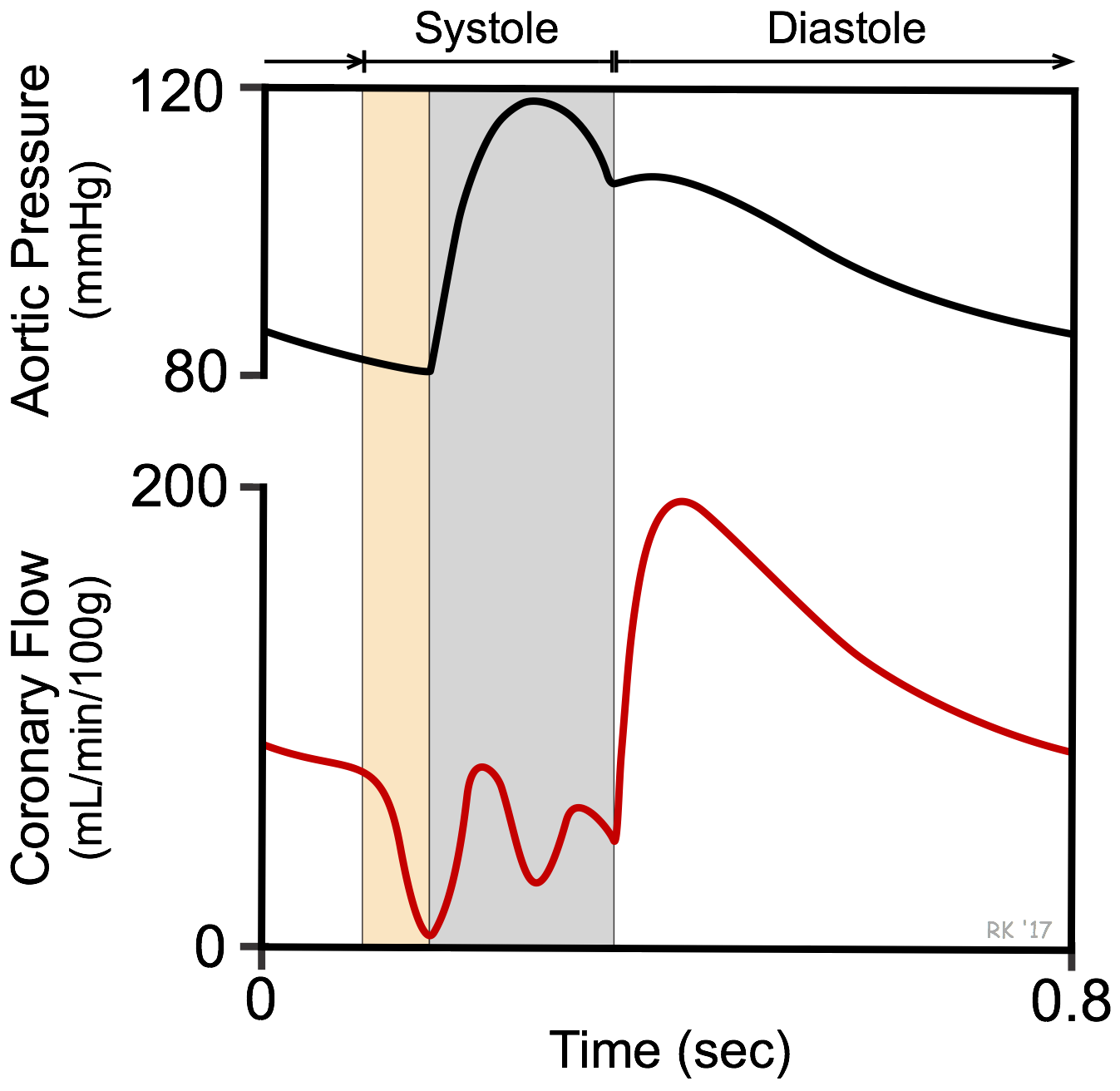 Pulsatile coronary flow