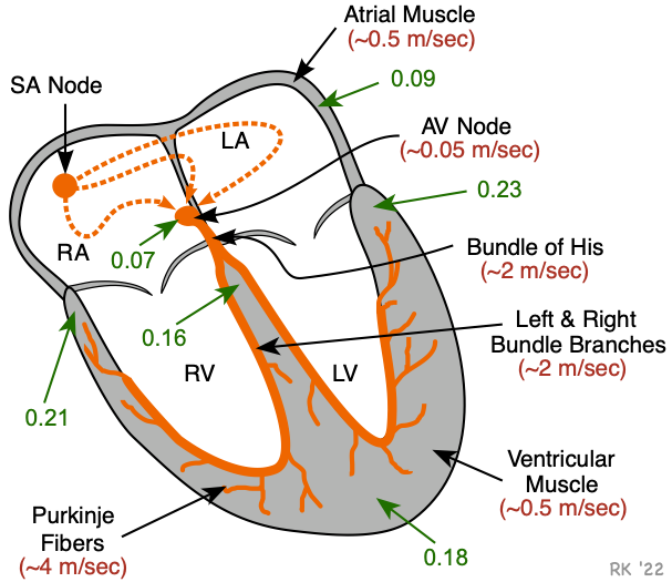 cardiac conduction