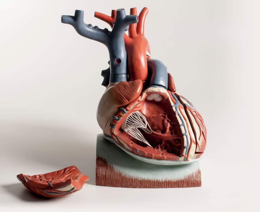 Heart Model