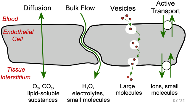 Transcapillary exchange mechanisms