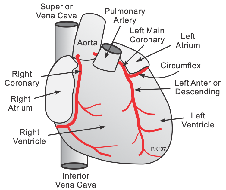 Coronary artery anatomy