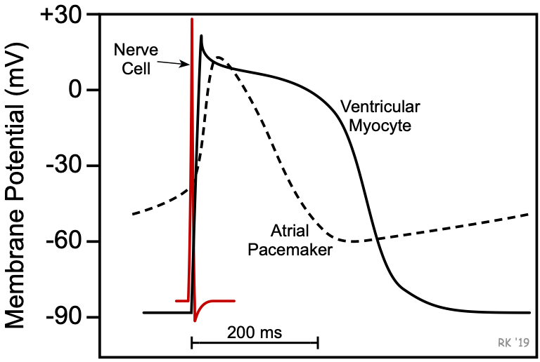 cardiac action potentials