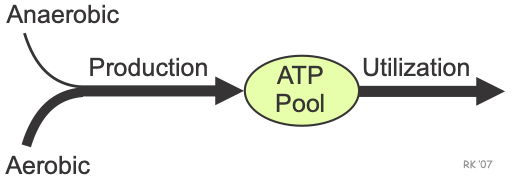 Cardiac ATP pool
