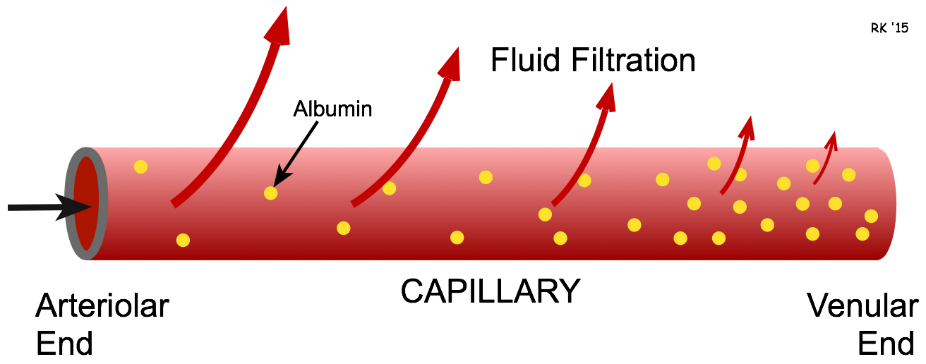 capillary fluid filtration