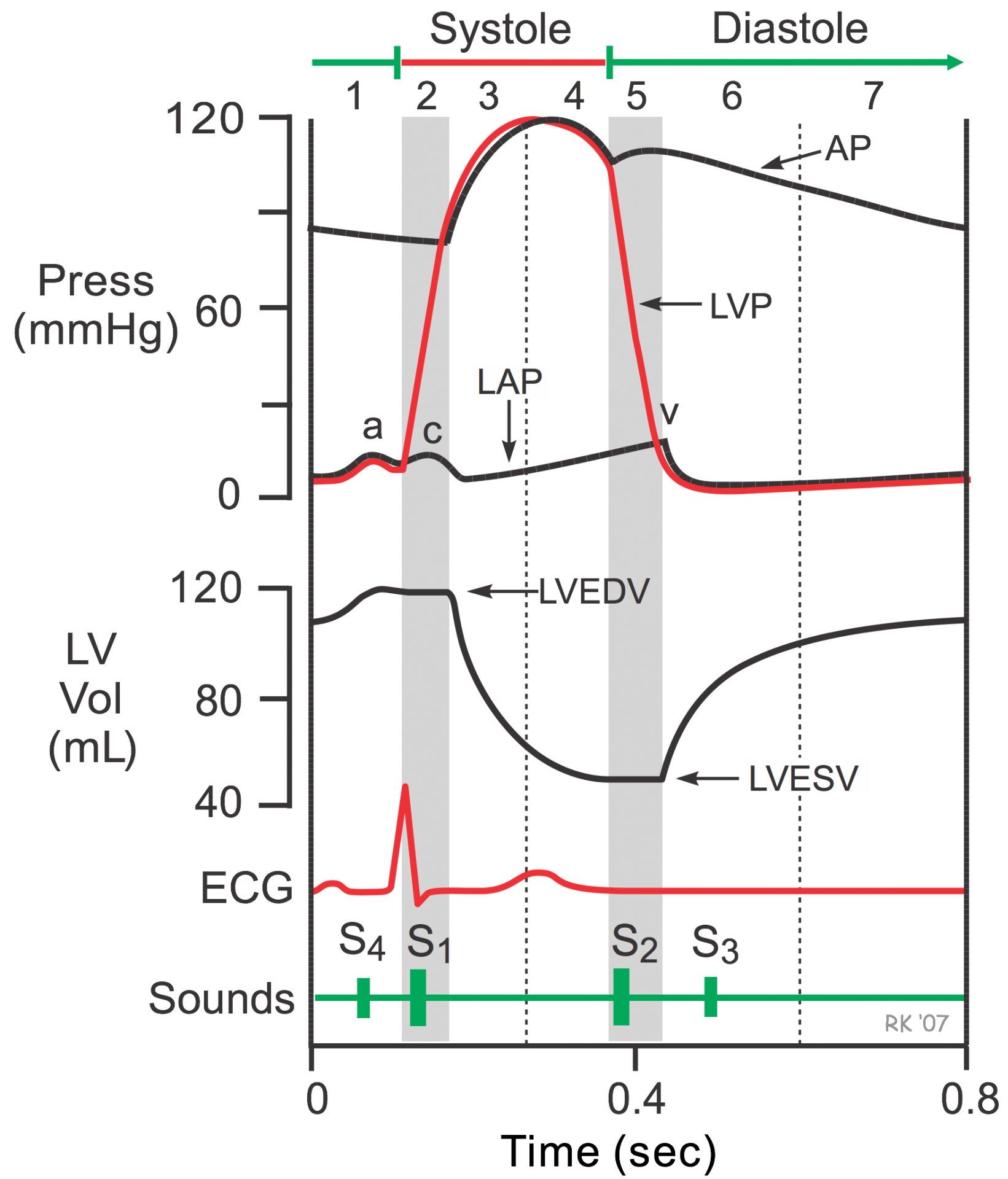 Cardiac cycle