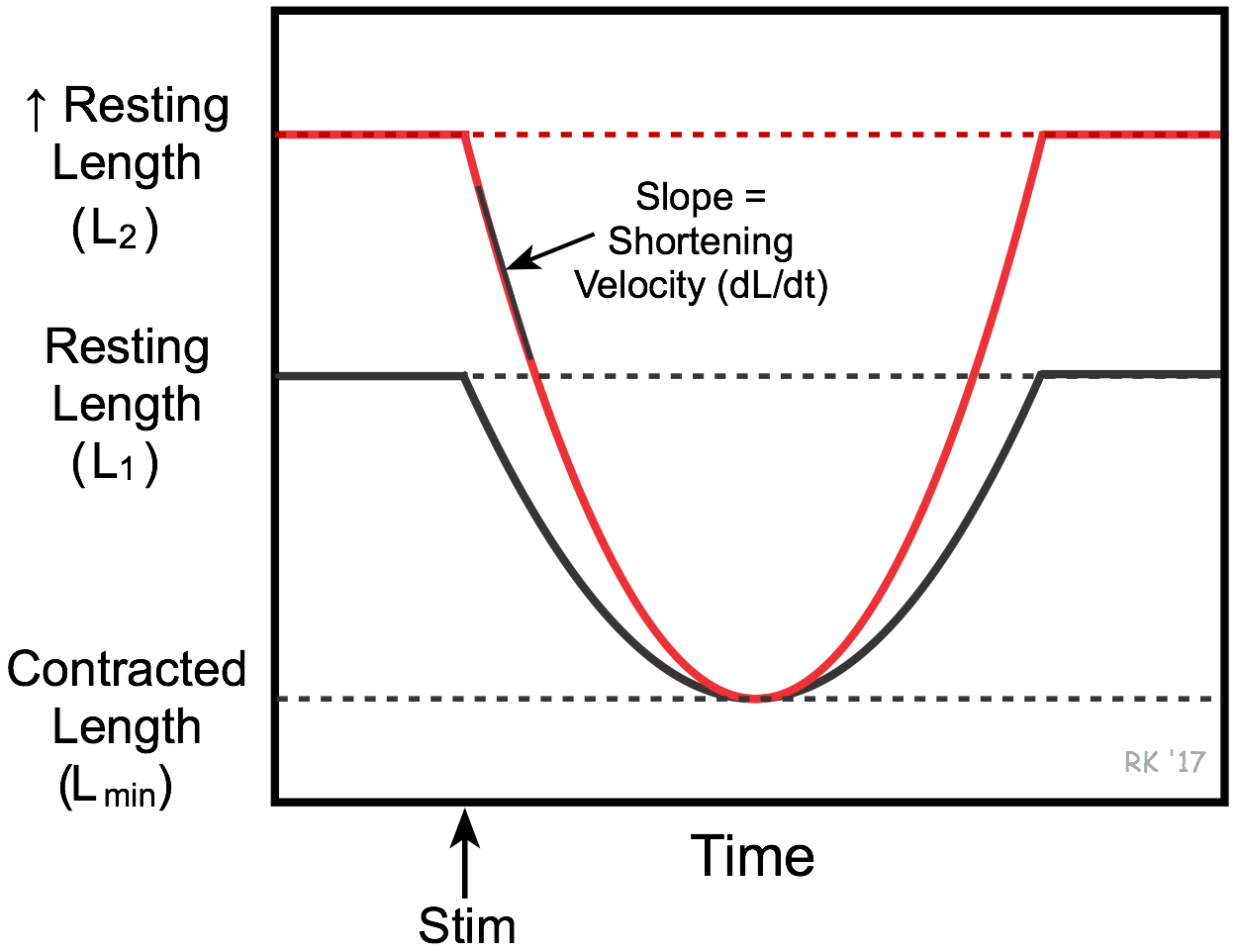 Preload effects on shortening contractions