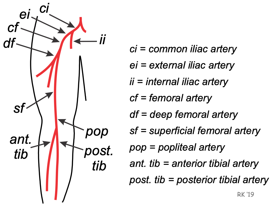 Leg arterial anatomy